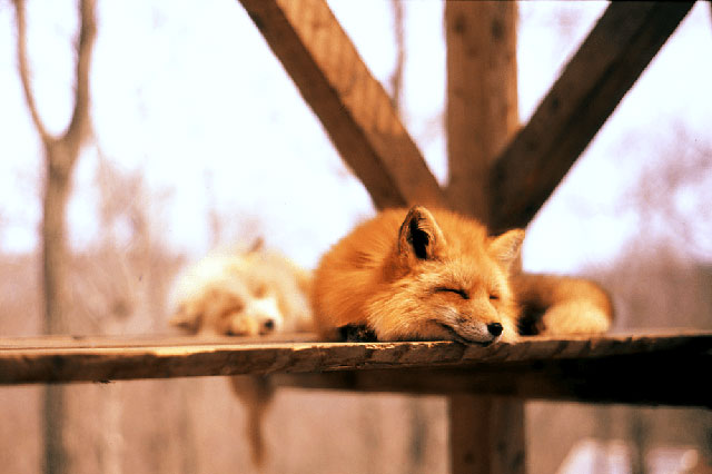 3 điểm đến cho người yêu động vật ở Nhật Bản