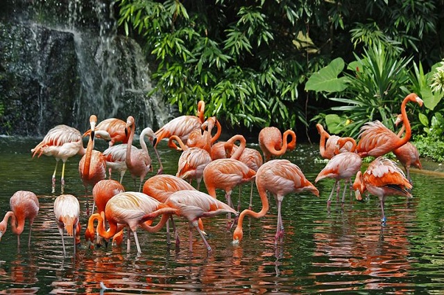 Hồng hạc ở Jurong Bird Park