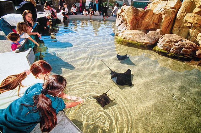 Thủy cung Thái Bình Dương, một trong những điểm đến được yêu thích nhất ở Los Angeles