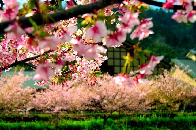 Nhật Bản những ngày xuân