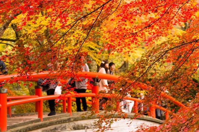 Tiết thu lãng mạn ở xứ sở hoa anh đào