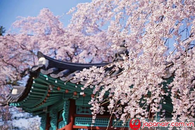 Hoa anh đào nở rực khắp chốn ở thủ đô Tokyo